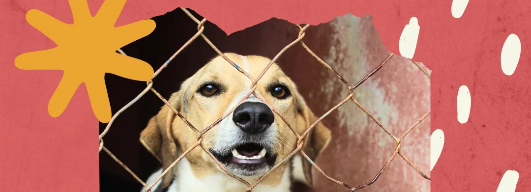 Conheça os cãezinhos disponíveis para adoção em Roseira