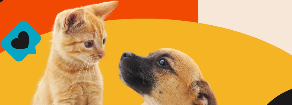 Mutirão de castração em cães e gatos acontece neste sábado em Roseira